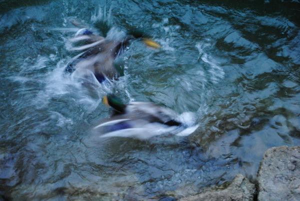 Bataille de canards