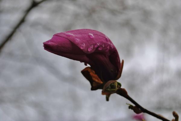 Les magnolias ne durent pas